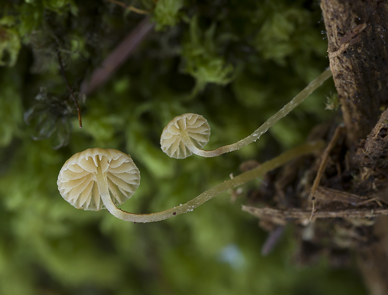 Galerina hypnorum